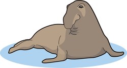elephant seal clipart