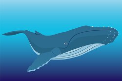 humpback-whale-in-natural-environment-underwater-clipart