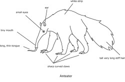 labeled anatomy of an anteater black outline clipart