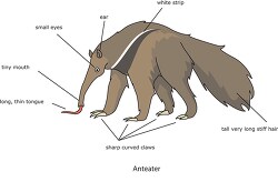 labeled anatomy of an anteater clipart
