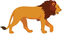 male african lion walking animal clipart