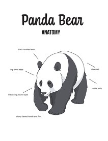 Panda Clipart - Animal Clipart - Clipart - Classroom Clip Art