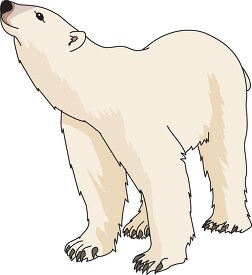 polar bear clipart