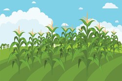 rows of corn growing in field clipart