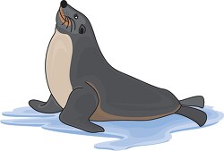 seal sitting in water clipart