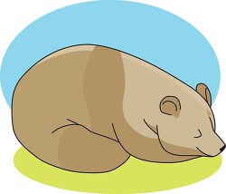 sleeping brown bear