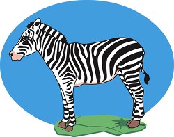 Zebra side view blue background clipart