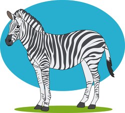 zebra stading on grass blue background clipart