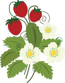 strawberry plant with red strawberries clipart