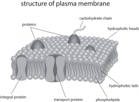 structure of plasma membrane gray color