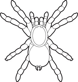 tarantula spider black white outline clipart