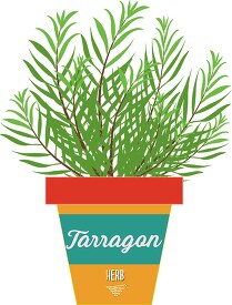 tarragon growing in planter herb clipart