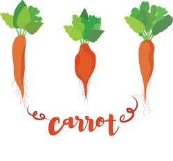 three different types of carrots including word carrot