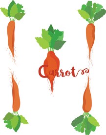 three different types of carrots including word carrot