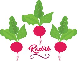 three radish vegetables with word sign clipart