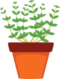 thyme growing in planter herb clipart