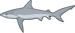 tiger shark clipart