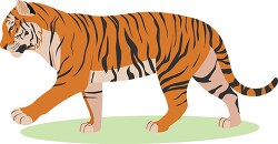 tiger walking graphic image clipart