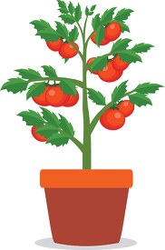 tomato plant clipart