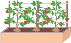 tomato plants growing in home garden clipart
