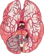 top view of the human brain clipart