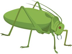 true katydid insect clipart