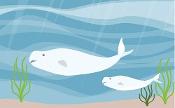 two beluga whales swimming underwater vector clipart