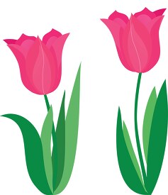 two dark pink tulips clipart