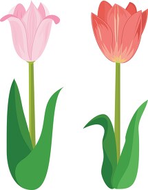 two tulips side by side pink with leaf clipart