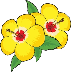 two yellow hibiscus flower clipart