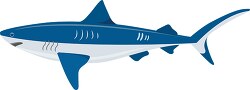 vector illustration of bull shark clipart