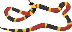 venemous eastern coral snake yellow black red clipart
