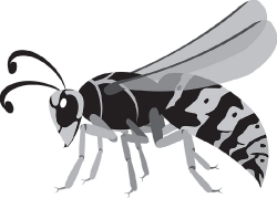 wasp insect gray clipart
