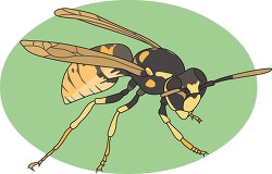 wasps clipart