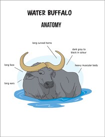 water buffalo anatomy printout