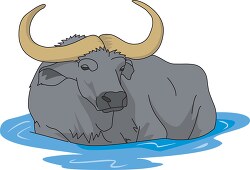 water buffalo in water