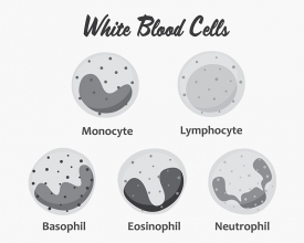 white blood cells set science gray color