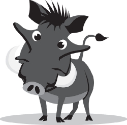 wild warthog pig with sharp canine teeth gray clipart