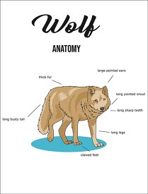 wolf anatomy printout copy