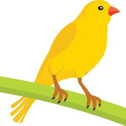 yellow canary bird clipart
