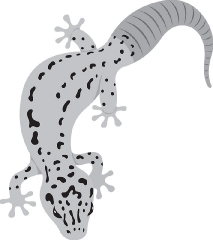 yellow gecko lizard reptile educational clip art graphic gray co