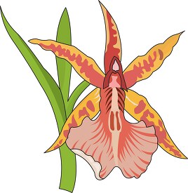 yellow orange orchid clipart