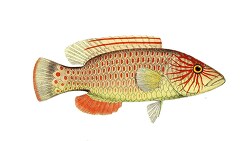 yellow red scaled fish with red marking near eye snake illustrat