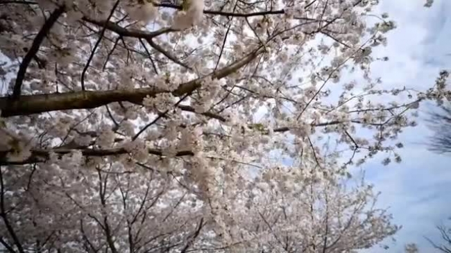Closeup of cherry blossoms blowing wind video