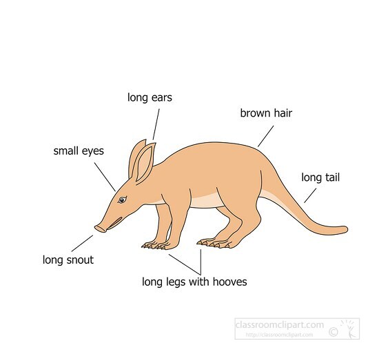 Mammal Clipart-aardvark external anatomy diagram