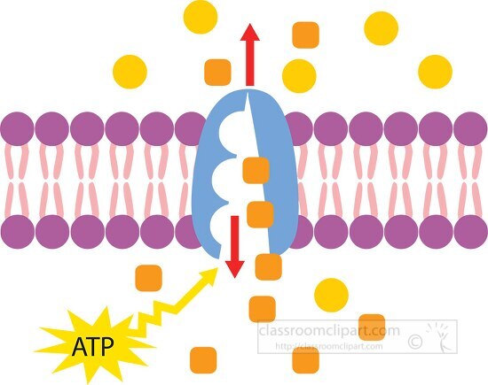 active transport of molecules across cell membrane clipart