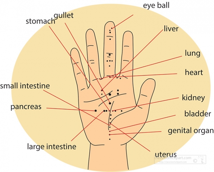Acupuncture Hand Chart Clipart