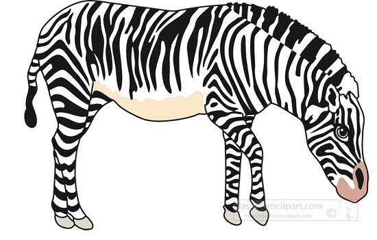 africcn zebra side view clipart