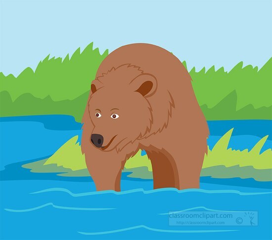 alaska brown bear in river looking for salmon fish clipart