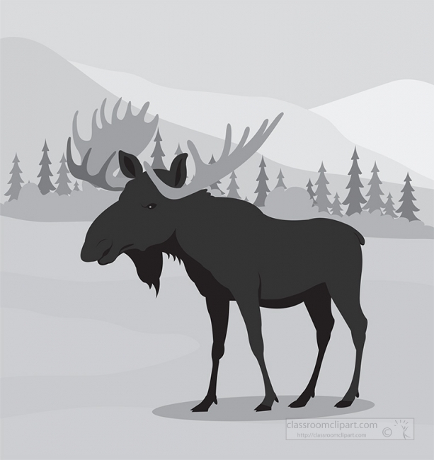 alaskan moose in natural environment gray color